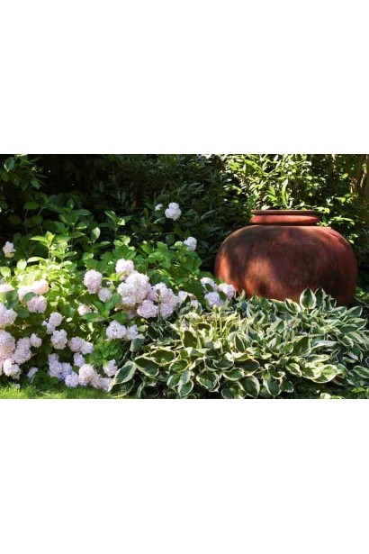 Хоста Голден Тіара – універсальний варіант для прикраси ділянки.