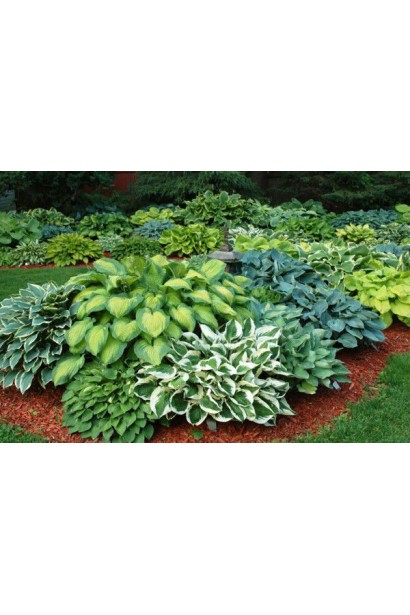 Hosta undulata Albomarginata