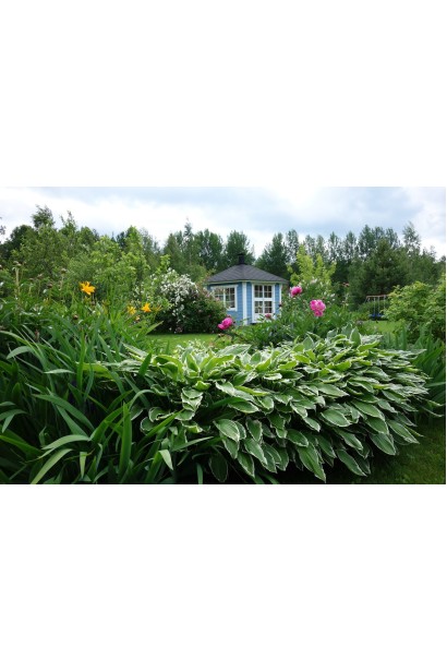 Hosta undulata Albomarginata
