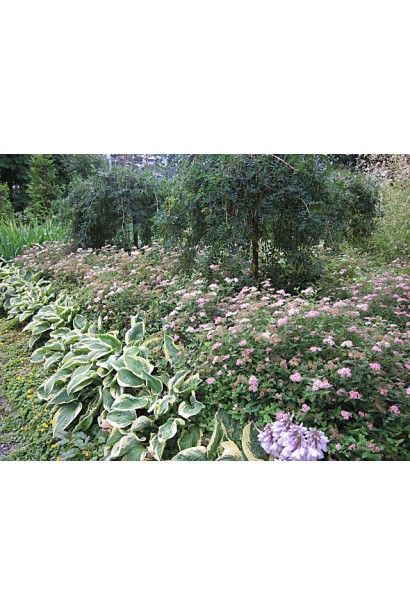 Хоста хвиляста Альбомаргіната