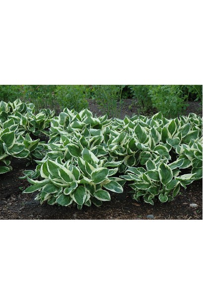 Кущ Хости хвилястої Альбомаргіната в саду