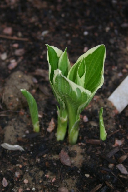 Хоста хвиляста Альбомаргіната з білосніжними краями листя 
