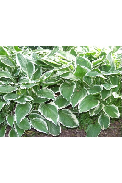 Листя Хости хвилястої з білою окантовкою.