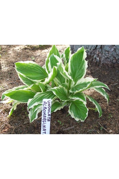 Біла облямівка на листках Хости Альбомаргіната.