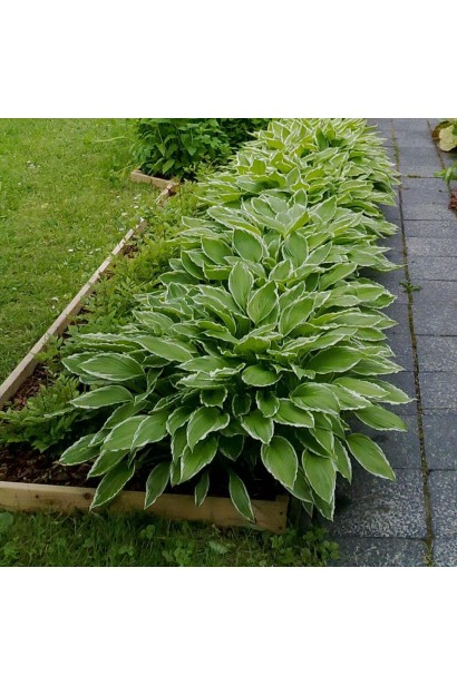 Хоста хвиляста Альбомаргіната