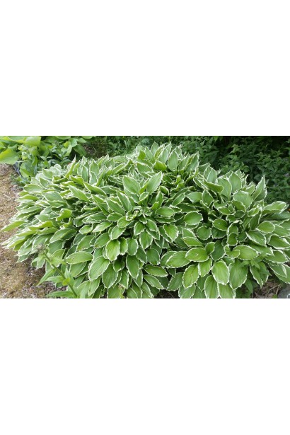 Хоста Альбомаргіната з хвилястими білими краями.