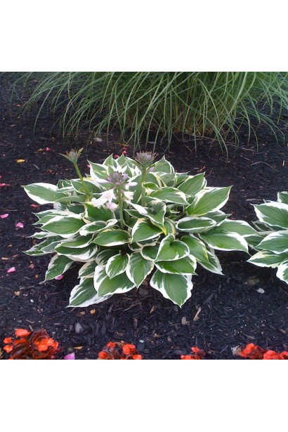 Хоста хвиляста Альбомаргіната з білим контуром.