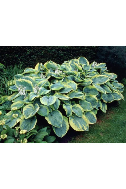 Ландшафт із хостою Френсіс Вільямс – стильний і затишний.