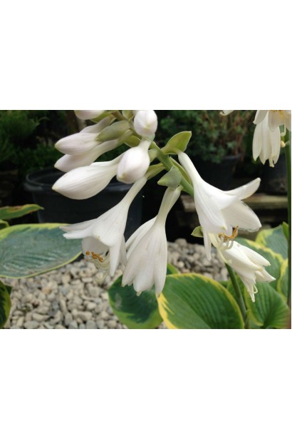 Хоста Зібольда Ауреомаргіната / Френсіс Вільямс - Квіти