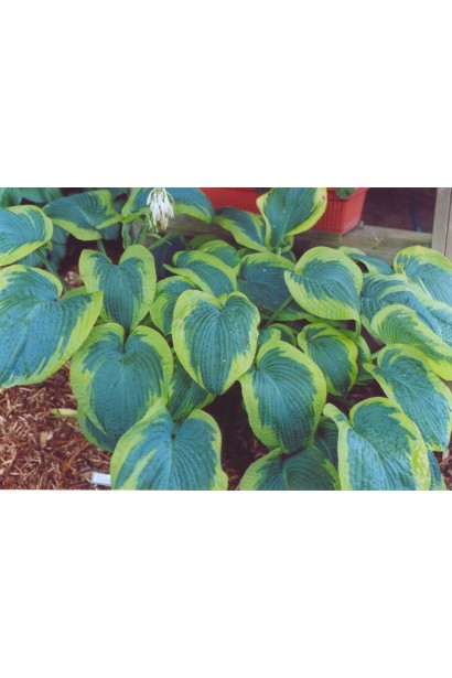 Хоста Зібольда Ауреомаргіната – садовий кущ із золотистим краєм.