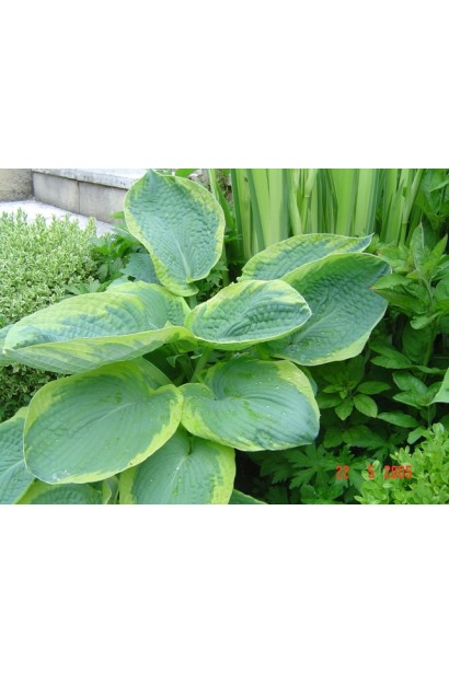 Хоста Ауреомаргіната – розкішний декоративний багаторічник для саду.