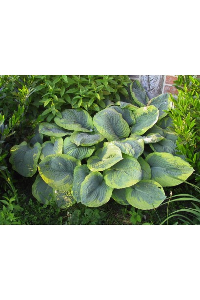 Кущ хости Зібольда – гармонія зелено-золотистого листя.