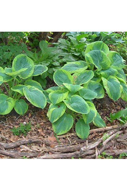 Листя хости Зібольда – велике, з контрастним краєм.