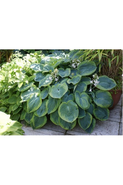 Хоста Зібольда – чудовий вибір для тіньового саду.