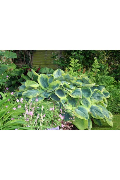 Хоста Ауреомаргіната – яскравий акцент у садовій композиції.