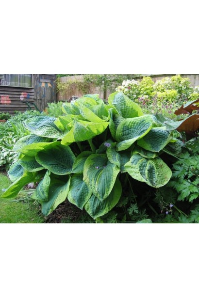 Френсіс Вільямс – багаторічник із привабливим контрастним листям.