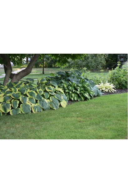 Декоративна хоста Ауреомаргіната – гармонія кольору та форми.