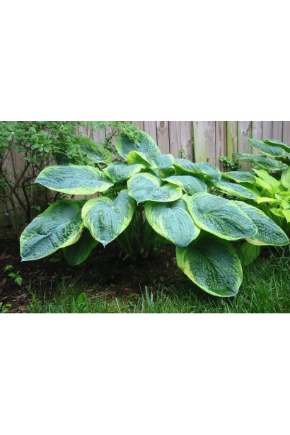 Хоста Френсіс Вільямс – класика серед декоративних багаторічників.