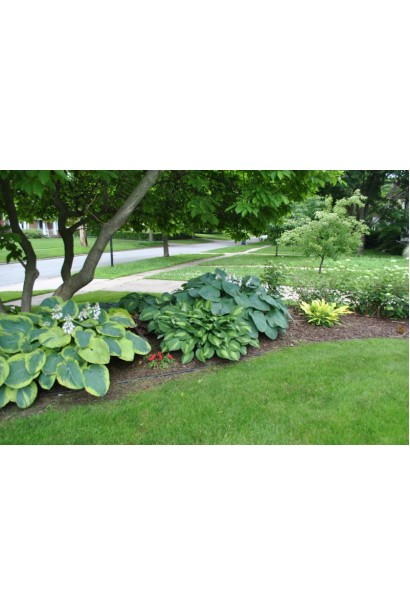 Hosta sieboldiana Aureomarginata / Frances Williams