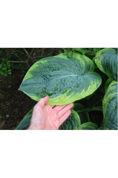 Листя хости Френсіс Вільямс – широке, декоративне.