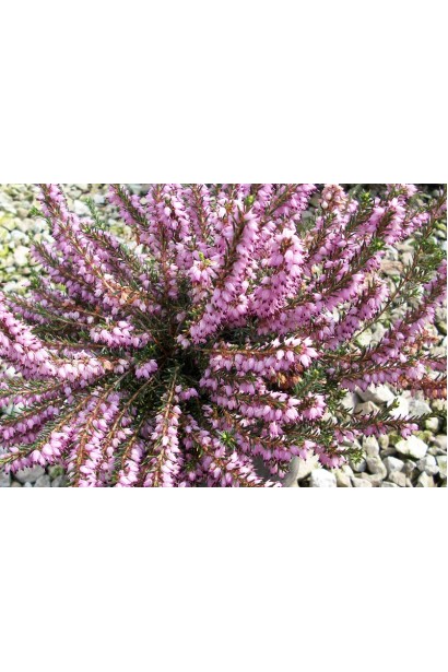 Эрика Дарлей Дейл - изящный акцент для сада.