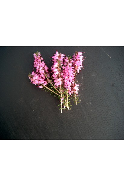 Erica darleyensis Darley Dale