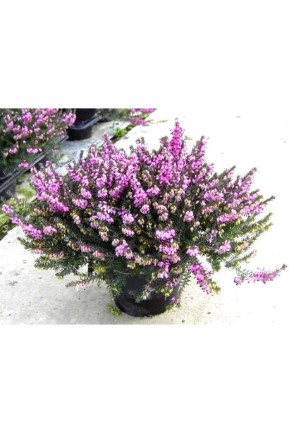 Эрика дарленская Дарлей Дэйл 