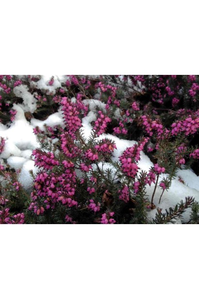 Эрика Дарлей Дейл - зимнее цветение в саду.