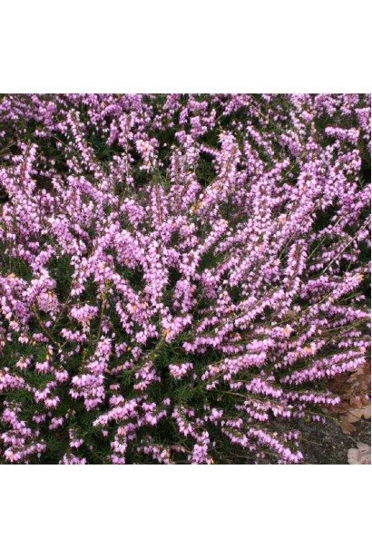 Erica Darley Dale - вечнозеленый кустарник с нежными цветами.