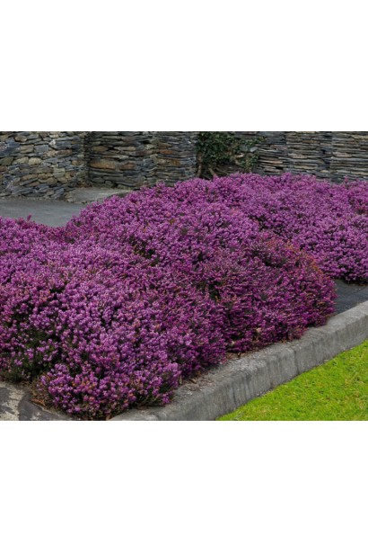 Erica Darley Dale - отличный выбор для декора ландшафта.