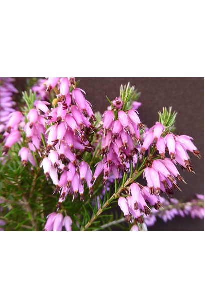 Эрика дарленская Дарлей Дейл - нежные цветы для вашего ландшафта.