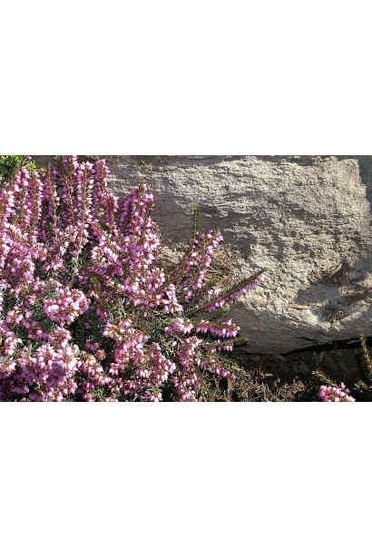 Эрика дарленская Дарлей Дэйл 