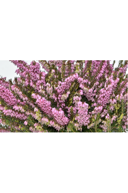 Эрика Дарлей Дейл - очарование садового дизайна.