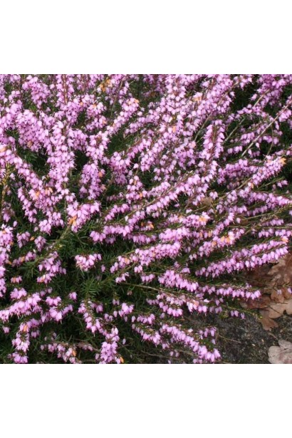 Эрика дарленская Дарлей Дейл - декоративный вечнозеленый кустарник.