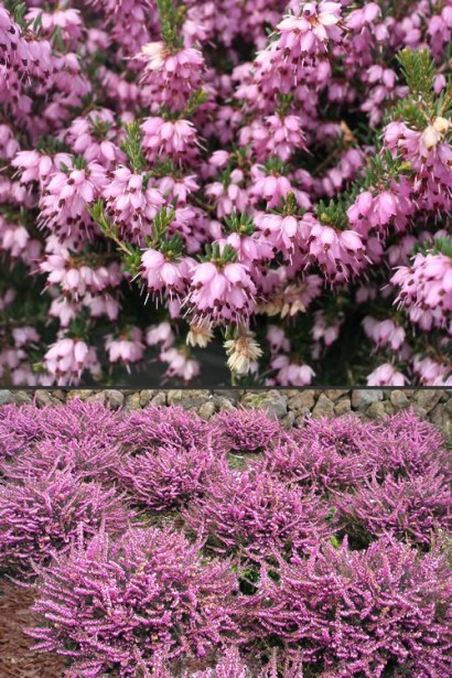 Эрика дарленская Дарлей Дейл для ярких клумб.