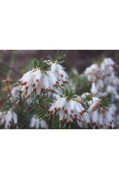 Еріка дарленська Уайт Перфекшн