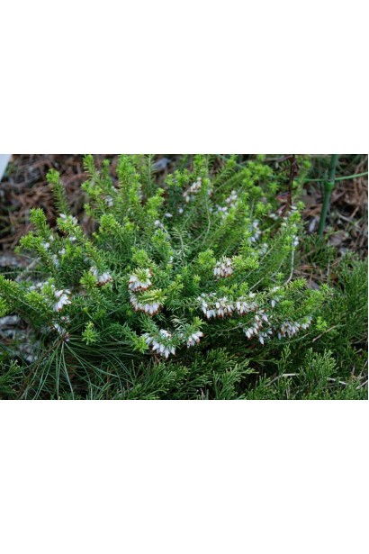 Erica darleyensis White Perfection — декоративна окраса саду.