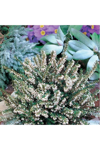 Erica White Perfection — витончена окраса вашого ландшафту.