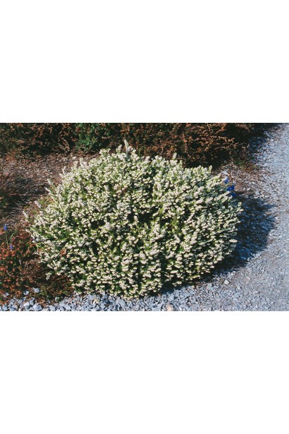 Еріка Уайт Перфекшн — невибагливий кущ із зимовим цвітінням.