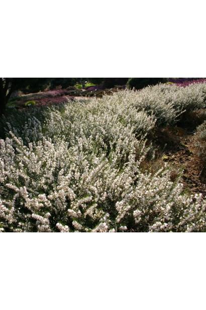 Еріка дарленська Уайт Перфекшн для стильного озеленення.