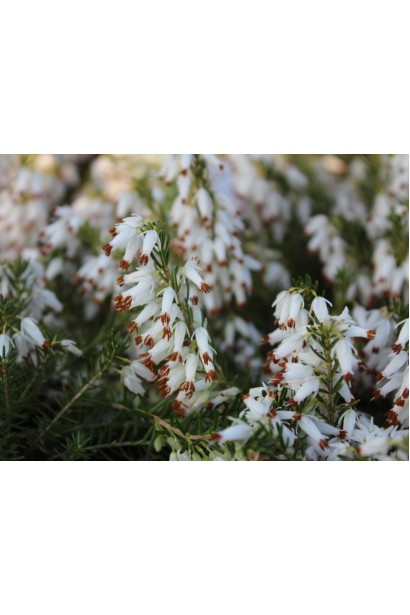 Еріка дарленська Уайт Перфекшн