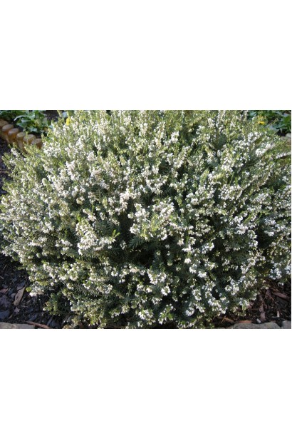 Еріка Уайт Перфекшн — білосніжний кущ для зимового саду.