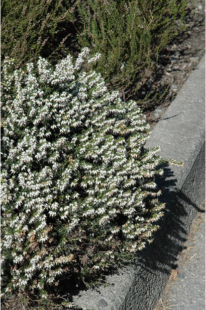 Еріка дарленська — білосніжний шарм для садового пейзажу.