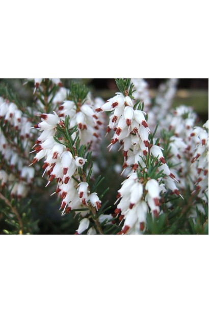 Еріка дарленська Уайт Перфекшн із ніжно-білими квітами.