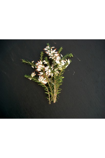 Erica darleyensis White Perfection