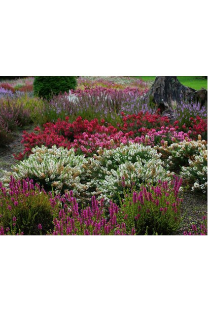 Еріка Уайт Перфекшн — кущ для кам’янистих садів і клумб.