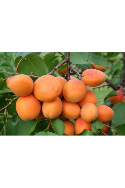 Абрикос Мелітопольський ранній