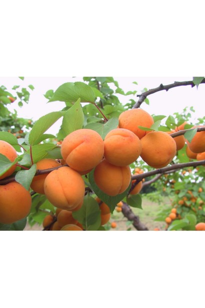 Абрикос Мелітопольський ранній плоди