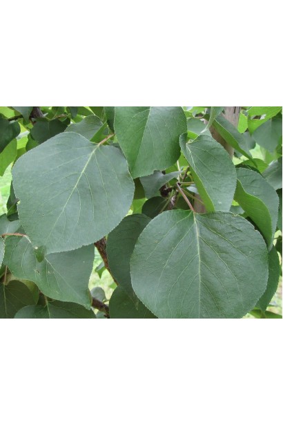 Абрикос Мелітопольський листя