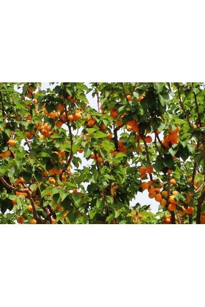 Абрикос Мелітопольський в період плодоношення